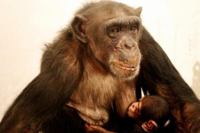 Çince ve İngilizce bilen "dahi" şempanze öldü