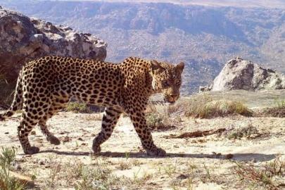 Elektrik direğine tırmanan leopar akıma kapılarak öldü