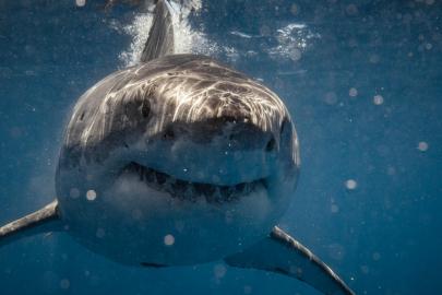 İğne gibi dişler testereye dönüşüyor. Büyük beyaz köpek balığının ölümcül evrimi