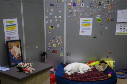 Kanyon kedi dünya basınında. "Sultanlar gibi yaşayanlar"