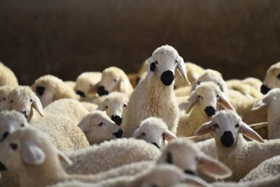 Aksaray'da küçükbaş hayvancılığa finansman desteği