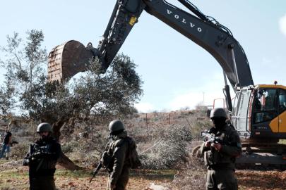 İşgalci İsrail, Batı Şeria'da 777 ağacı sökerek 761 bin dolarlık zarara yol açtı