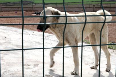 İstanbul Valiliği: 'Kuduz vakalarında patlama' haberleri gerçeği yansıtmıyor