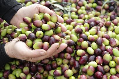 Milas Çekişke zeytinine AB tescili yolda