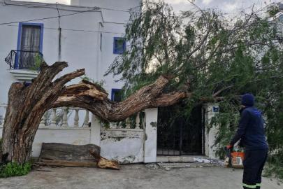 Muğla'da fırtına ağaçları devirdi