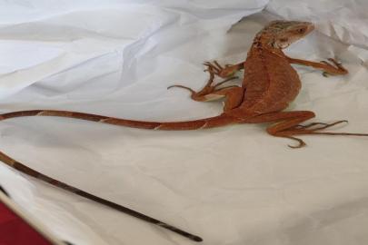 Nevşehir'de evinde izinsiz iguana besleyen kişiye para cezası uygulandı