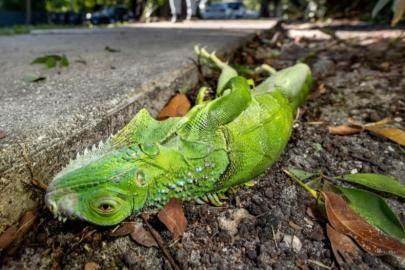 Patır patır düştüler. Gökten iguana yağdı. 1000 tanesi yerden toplandı