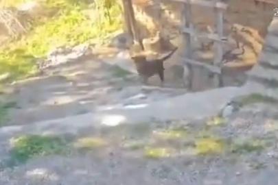 Antalya'da başıboş köpeklerin saldırdığı çocuk yaralandı