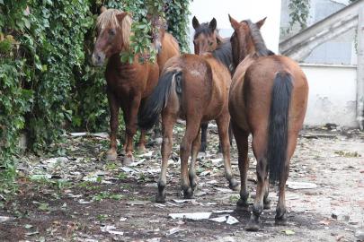 Atlara eziyet eden 2 zanlı bir ay hayvan barınağında çalışacak