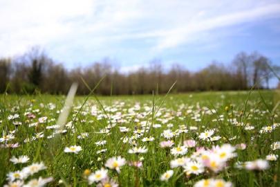 Bahar geldi: Son cemre toprakla buluştu