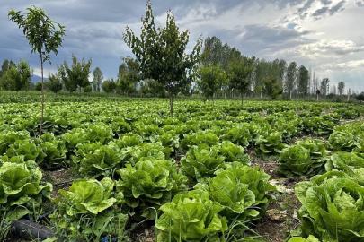 Bakanlıktan 'akıllı tarım' odaklı projelere hibe desteği