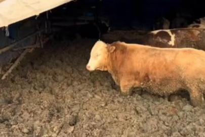 Çorum'da hayvan refahına aykırı davranan işletmeye idari para cezası kesildi