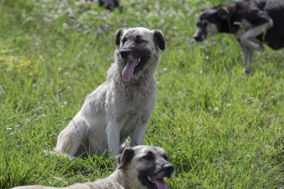 Kayseride sahipsiz köpek 3 yaşındaki çocuğu yaraladı