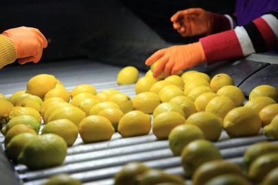 Limon ithalatında gümrük vergisi yüzde 10a düşürüldü