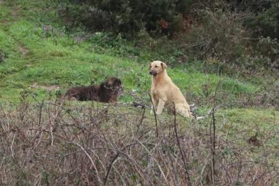 Okuldan eve dönen 6 yaşındaki çocuğa başıboş köpekler saldırdı