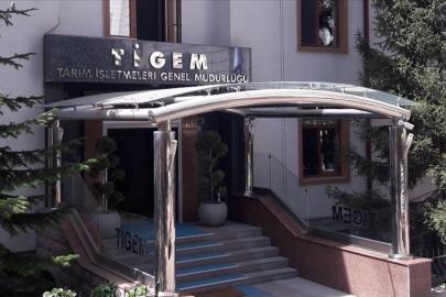 TİGEM 5 ton fıstık çamı kozalağını ihaleyle satacak