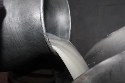 Toplanan inek sütü miktarı ocakta 944 bin 926 ton oldu