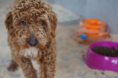 Yasa dışı köpek üretimine 2,1 milyon lira ceza