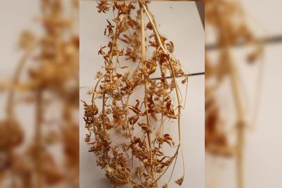 21 yıllık emekle geliştirilen "Ateş Mavisi" tescillendi