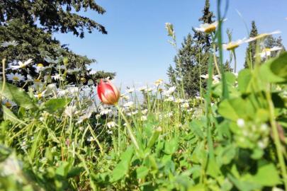 Manisa lalesine dokunan yandı: Cezası 699 bin lira