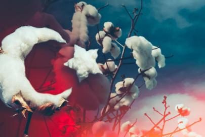 Pamukta genetik devrim: 1000 yıllık süreç laboratuvarda birkaç yıla indirildi