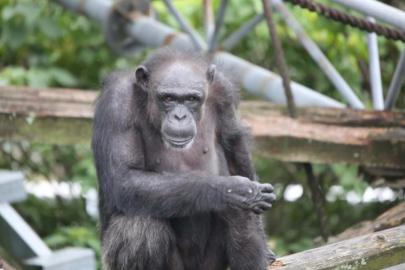Şempanzelerde ilk iç savaş: 24 saldırıda 17 yavru öldü