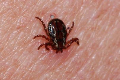 Sivas'ta kene can aldı