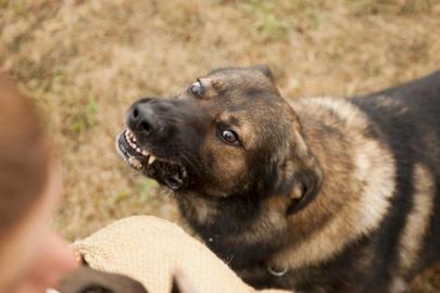 Türkiye genelinde sokak hayvanlarının yüzde 75'i toplandı