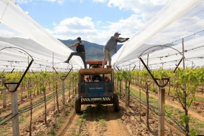 Üzüm bağları dolu tülü ile korumaya alındı