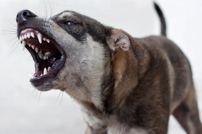 Van'da başıboş sokak köpekleri 2 çocuğa saldırdı: 5 yaşındaki çocuk hayatını kaybetti