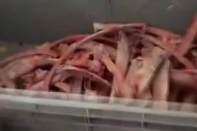Ankara'da sağlığı tehdit eden 40 ton et ele geçirildi