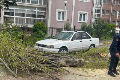 İstanbul'da şiddetli rüzgar nedeniyle ağaç devrildi