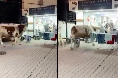 Sultanbeyli'de kaçan kurbanlık kuaför salonuna daldı