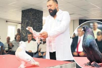 Bir güvercin 5 milyon TL