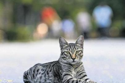 Diyarbakır’da ‘kuduz’ alarmı! Kedi ısırdı entübe edildi